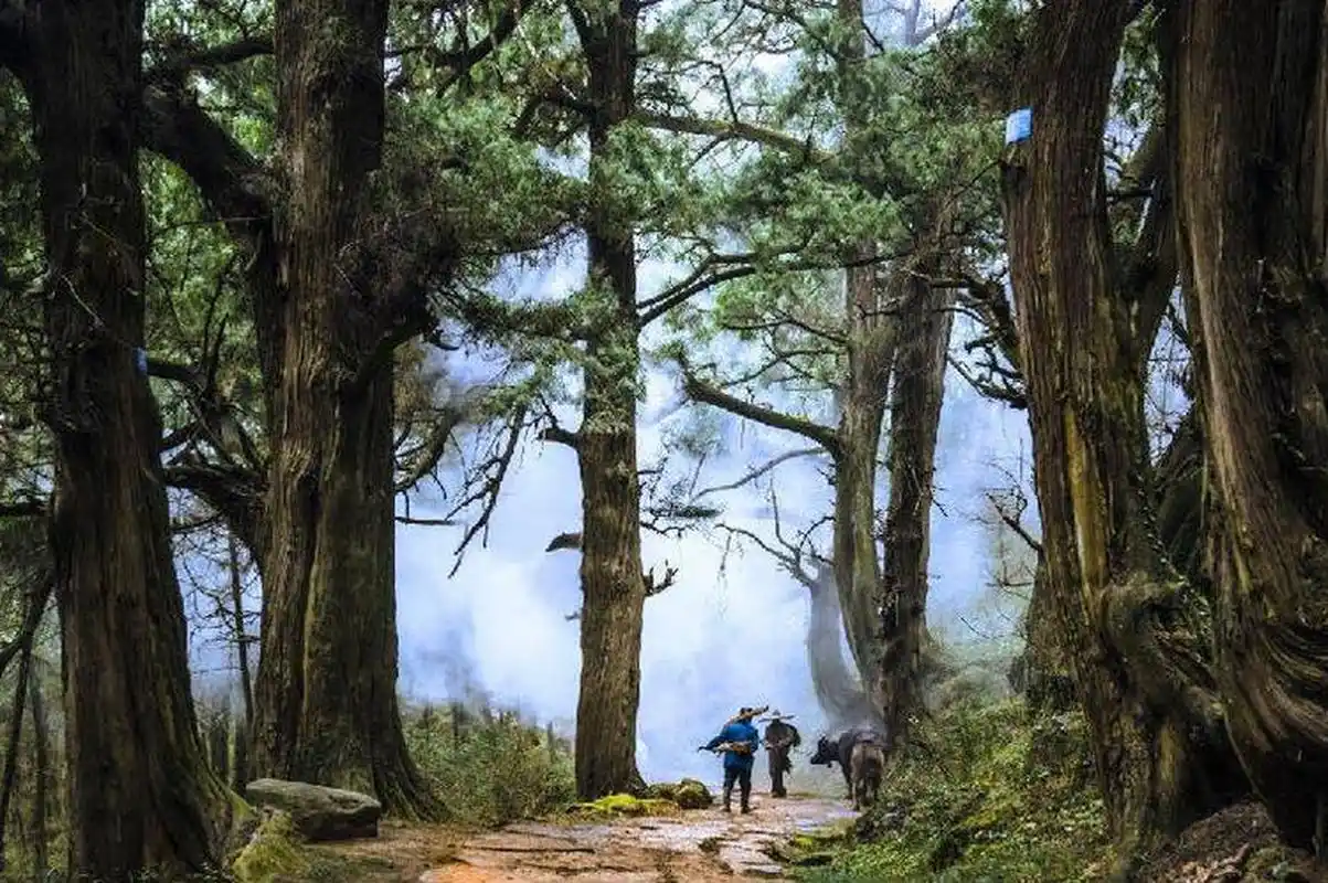 探秘古蜀道：穿越千年的四川之旅